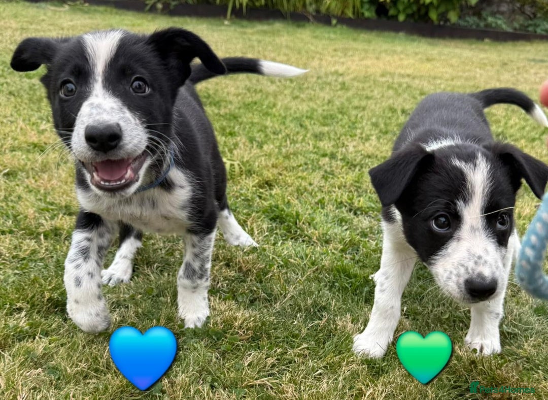 Border Collie dogs for sale: Border Collie Puppies for sale - Image 8