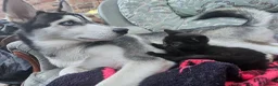 Mixed Breed cats for sale: Sweet kittens for sale - Advert 4