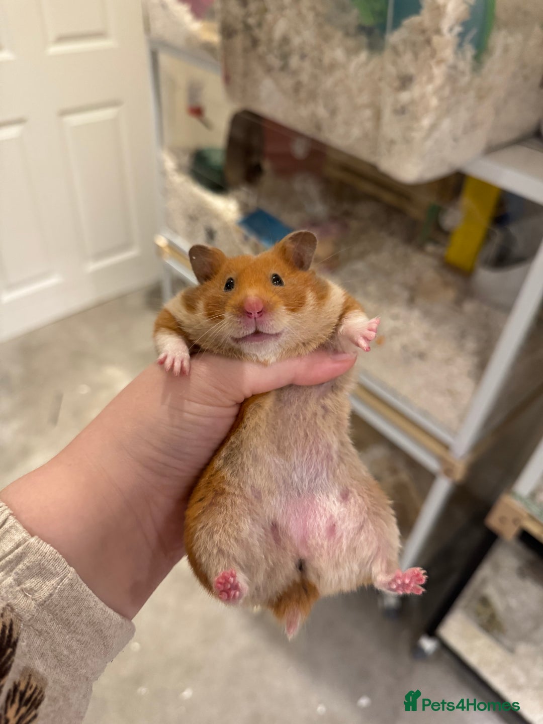 Hamster rodents for sale: Tame Pedigree HAMSTER SALE - ethically bred - Image 5