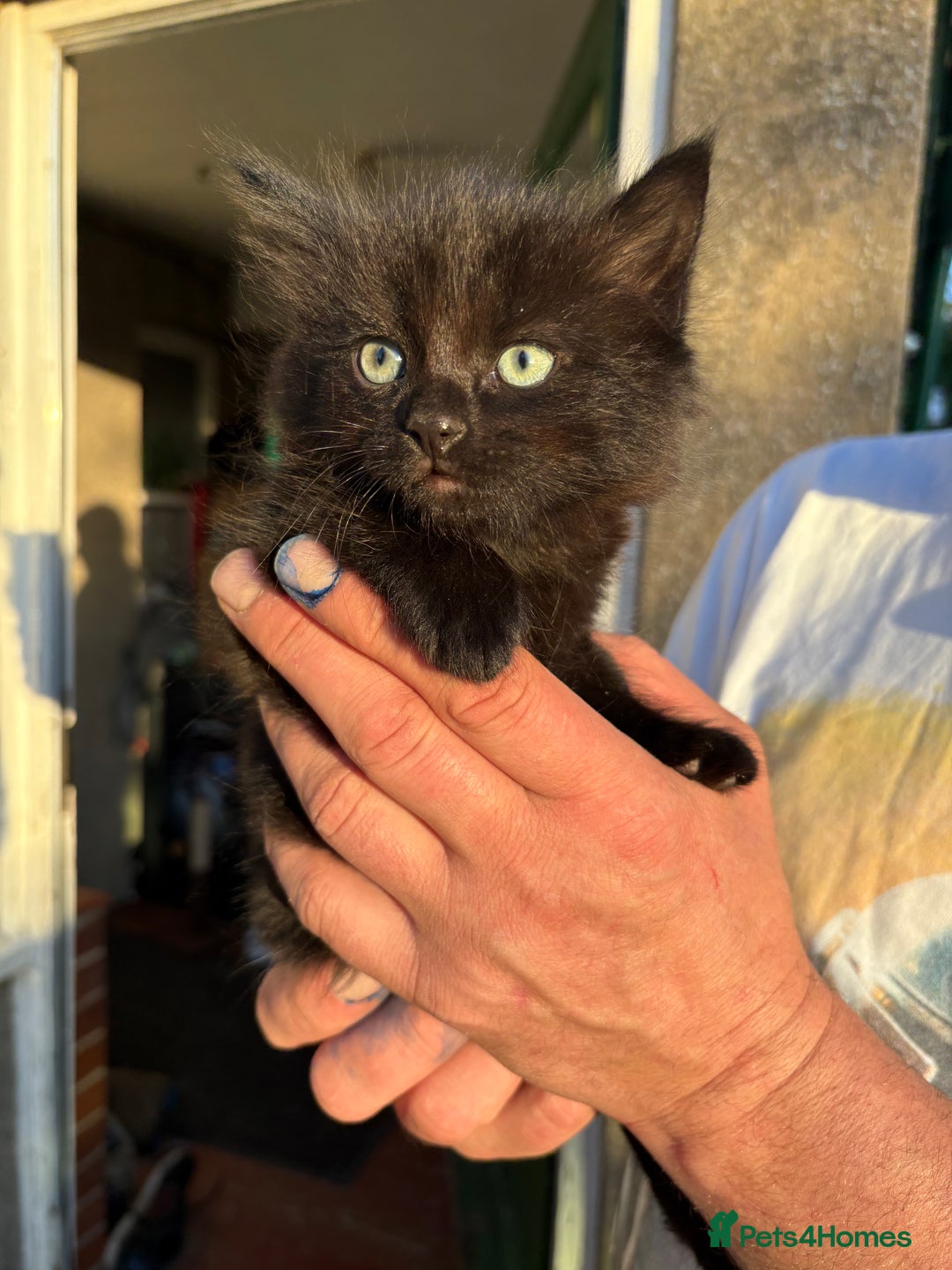 Mixed Breed cats for sale: 6 beautiful mixed breed kittens  - Image 6