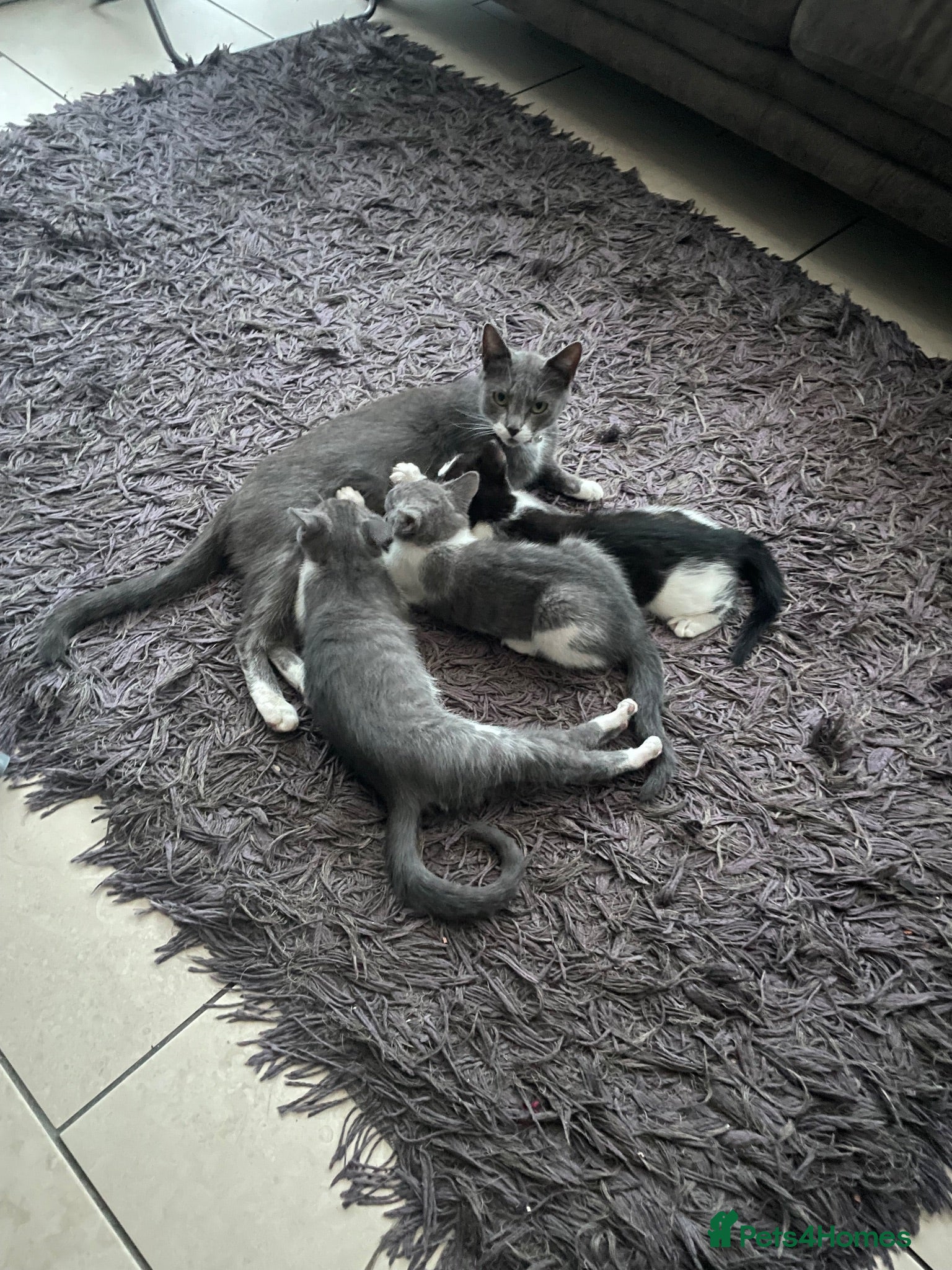 Mixed Breed cats Kittens half saimess  - Advert 6
