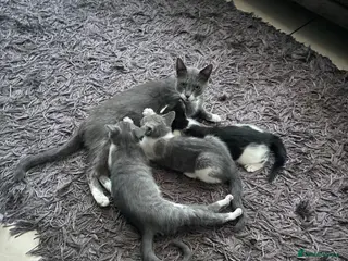 Mixed Breed cats Kittens half saimess - Advert 6