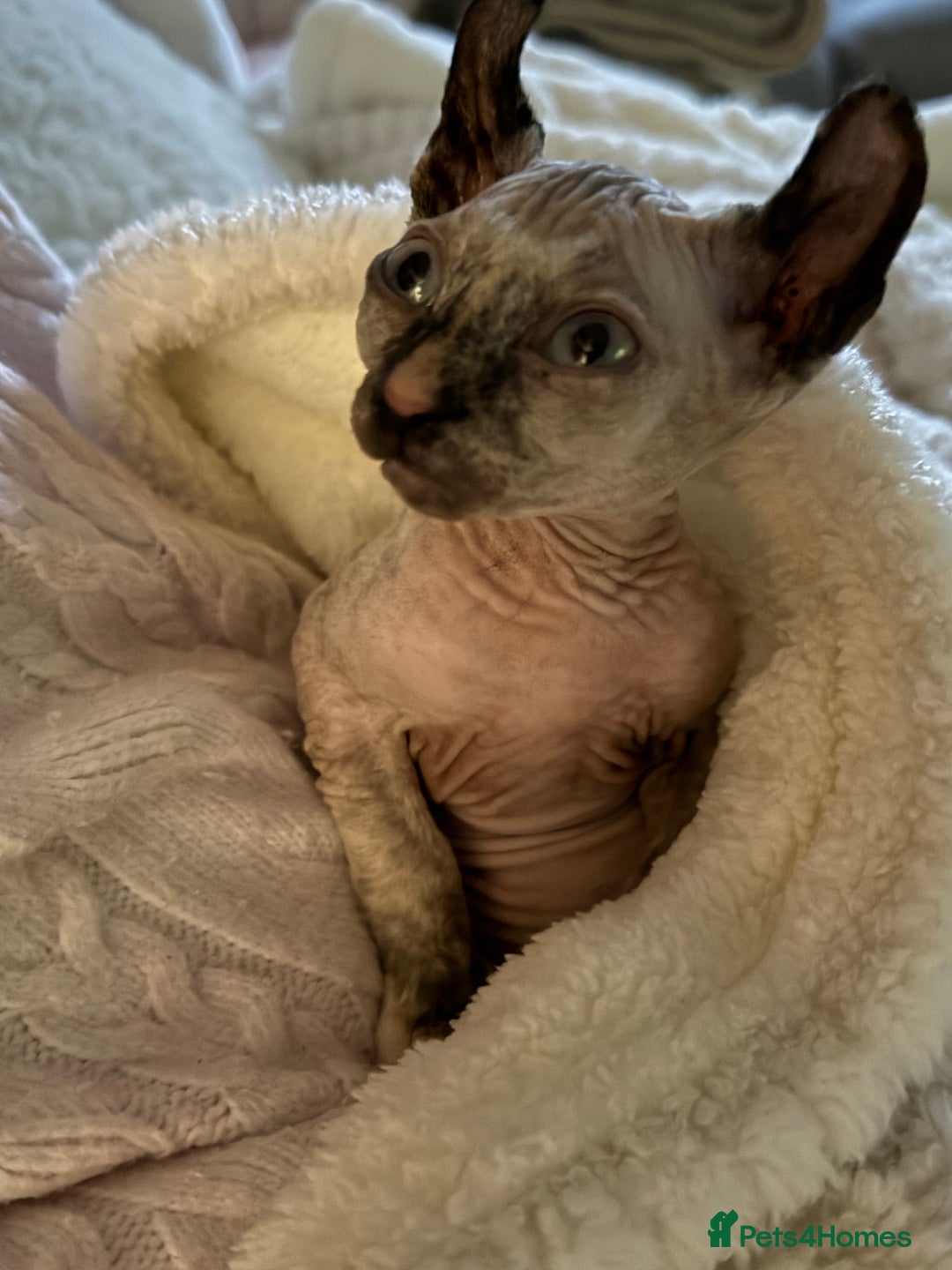 Sphynx cats for sale: Elf Sphynx - Advert 1