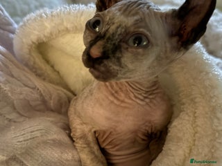 Sphynx cats Elf Sphynx - Advert 14