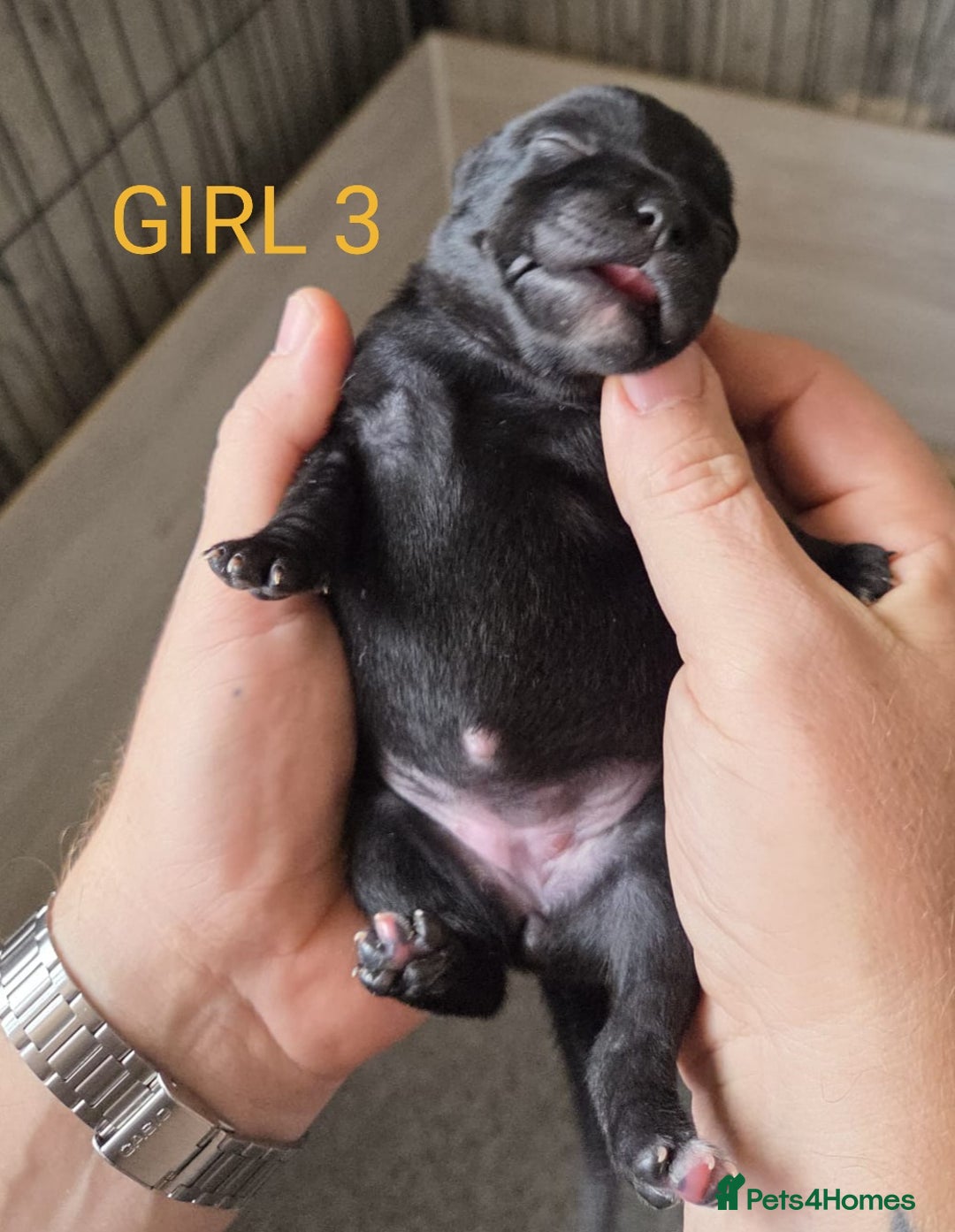 Staffordshire Bull Terrier dogs for sale: KC Registered Champions Bloodline Show Quality  - Image 10