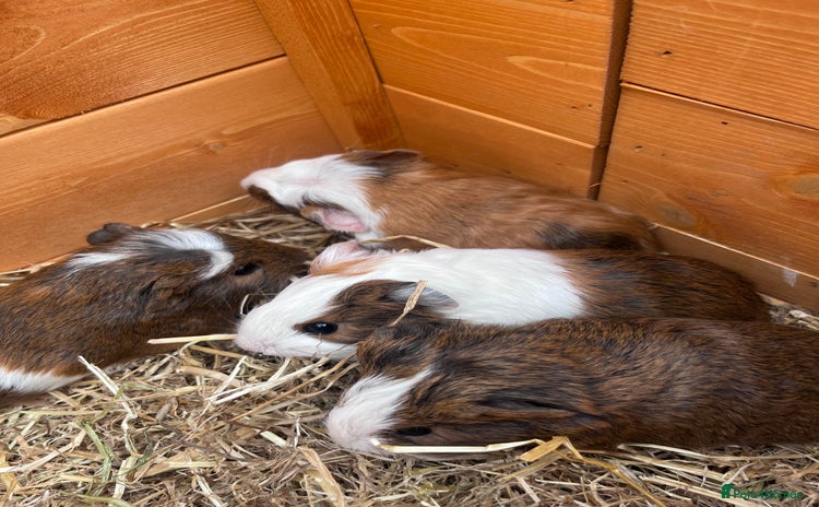 Guinea Pig rodents - Advert 4