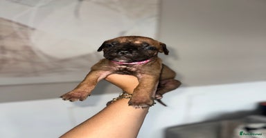 Cane Corso dogs - Advert 7