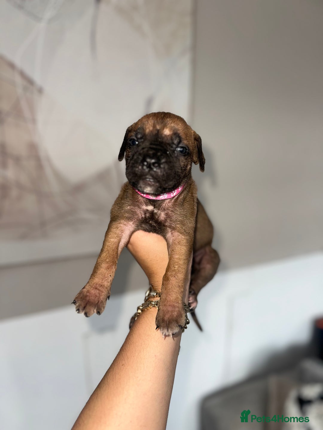 Cane Corso dogs for sale: Pure breed cane corso  - Image 3