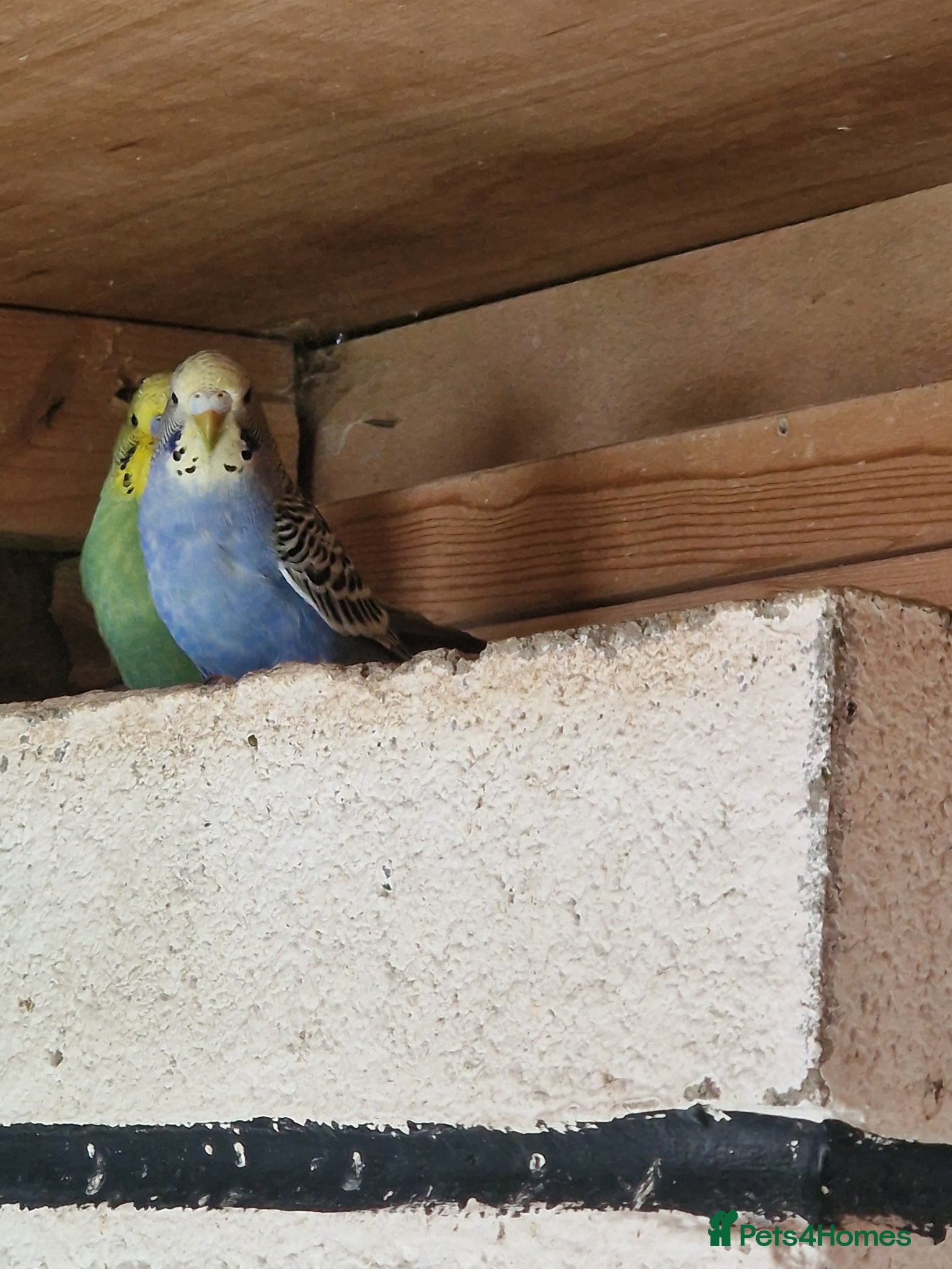Budgerigars birds for sale: Budgies for sale  in Bradford - Advert 3