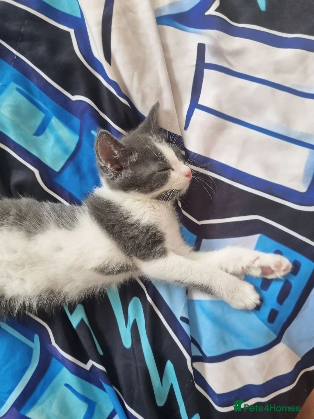 Mixed Breed cats for sale: Kitten boy - Advert 4