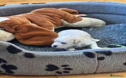 Havanese dogs for sale: Havanese Puppies For Sale - Advert 7