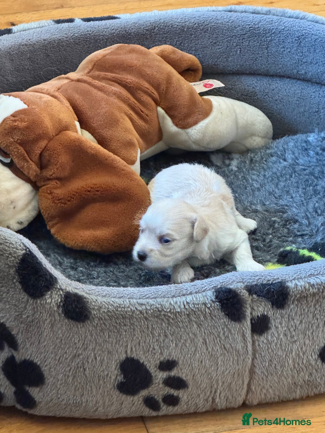 Havanese dogs for sale: Havanese Puppies For Sale - Advert 7