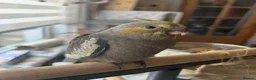 Cockatiels birds for sale: Adorable hand reared cockatiels  in Swindon - Advert 1