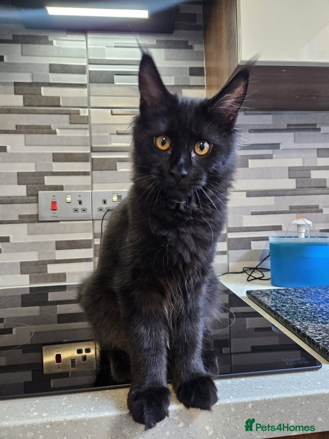 Maine Coon cats for sale: ✨7 Pure Bred Maine Coon Kittens✨ - Advert 2