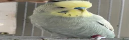 Budgerigars birds for sale: Budgies - Advert 9