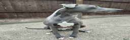Whippet dogs for sale: KC Registered Whippet Dog, 20 months old in Swadlincote - Advert 10