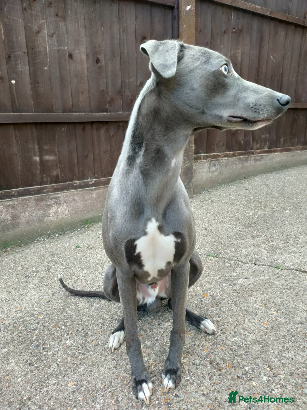 Whippet dogs for sale: KC Registered Whippet Dog, 20 months old in Swadlincote - Advert 10