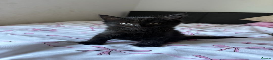 Maine Coon Kitten 2
