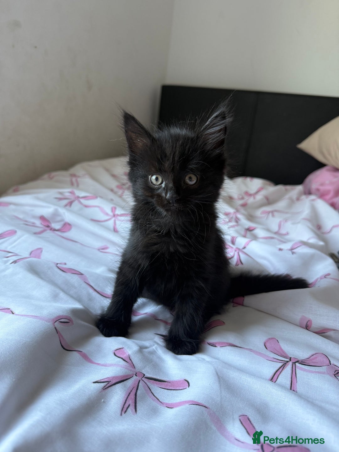 Maine Coon cats for sale: Main Coon X Russian Blue - Image 2