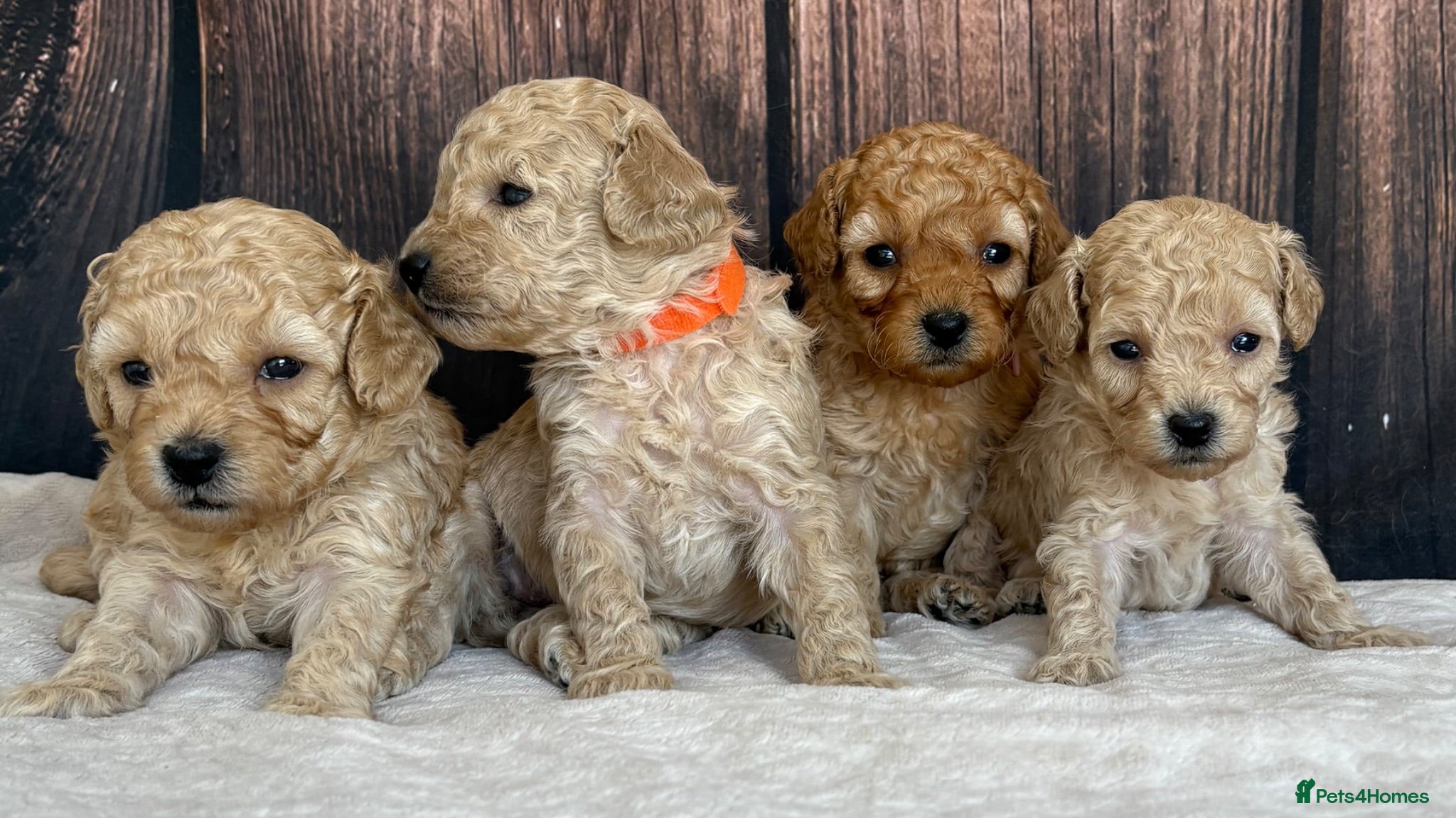 Miniature Poodle dogs Gorgeous Miniature Poodles - Advert 2