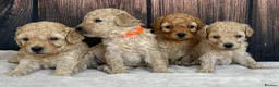 Miniature Poodle dogs for sale: Gorgeous Miniature Poodles - Advert 2