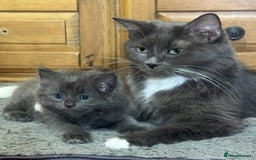 Mixed Breed cats for sale: Maine coon cross ragdoll kittens stunning blues - Advert 2