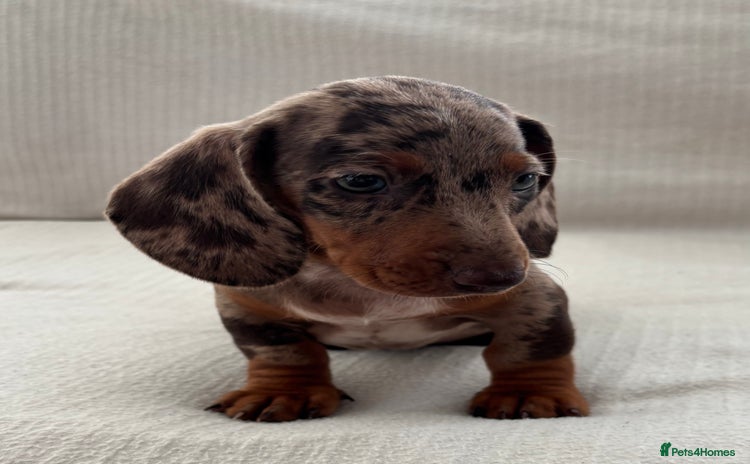 Miniature Dachshund dogs - Advert 10