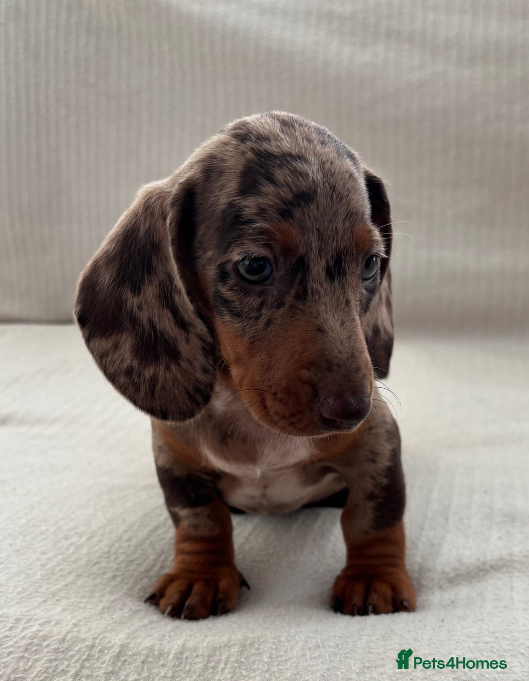 Miniature Dachshund dogs for sale: Gorgeous rainbow litter of miniature dachshund’  - Image 5