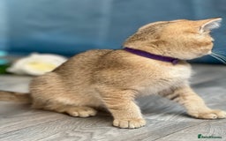 British Shorthair cats for sale: British shorthair golden, silver TICA - Image 7