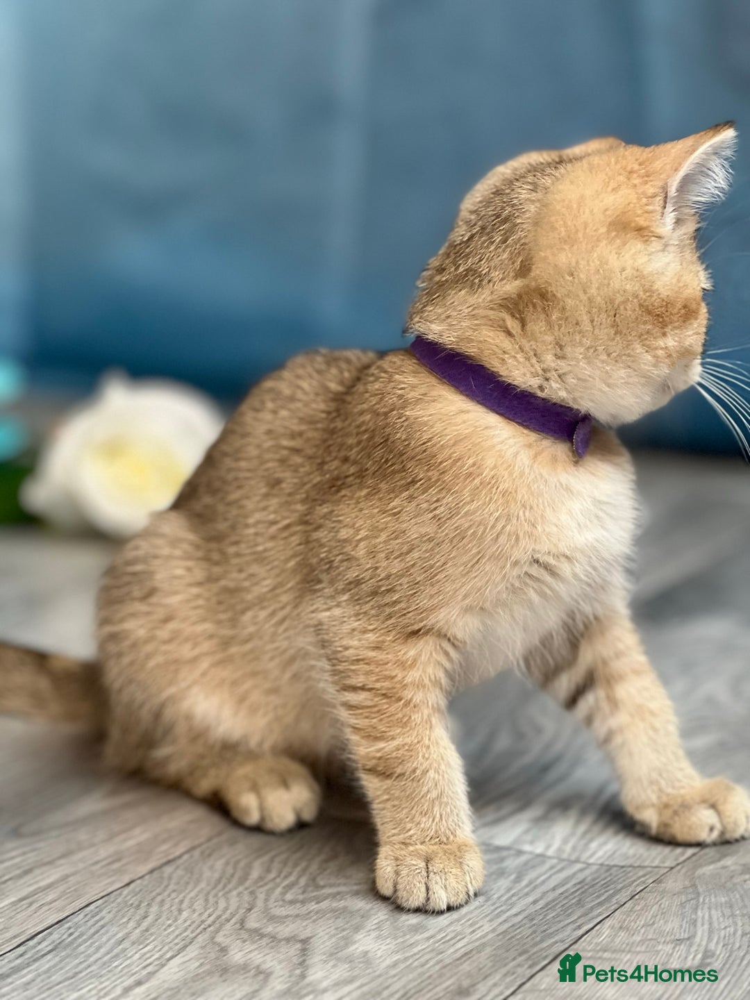 British Shorthair cats for sale: British shorthair golden, silver TICA - Image 7