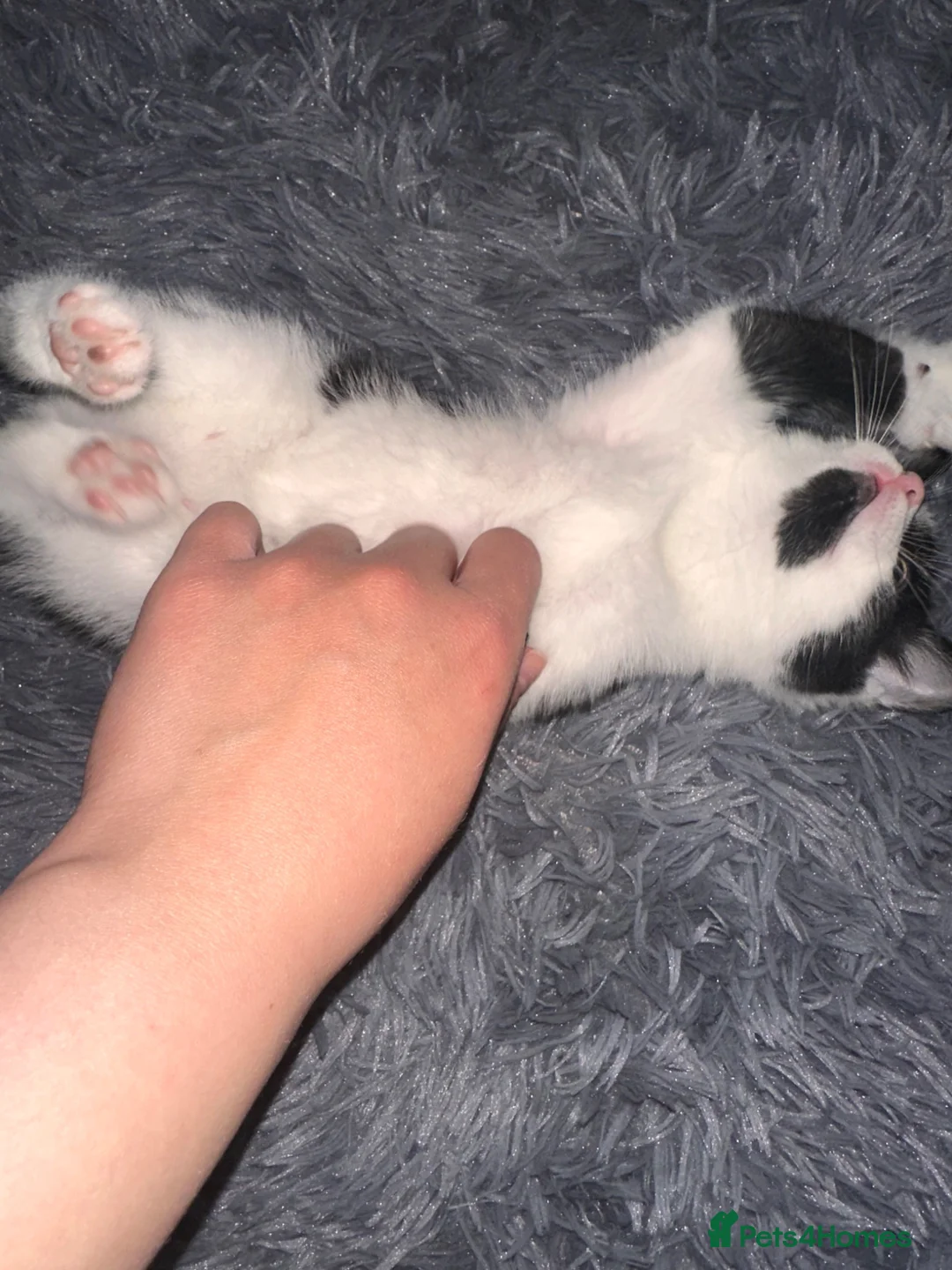 Mixed Breed cats for sale: Mixed tabby kitten male - Advert 2