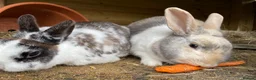 Mixed Breed rabbits for sale: Bonded Mixed Bunnies  - Advert 7