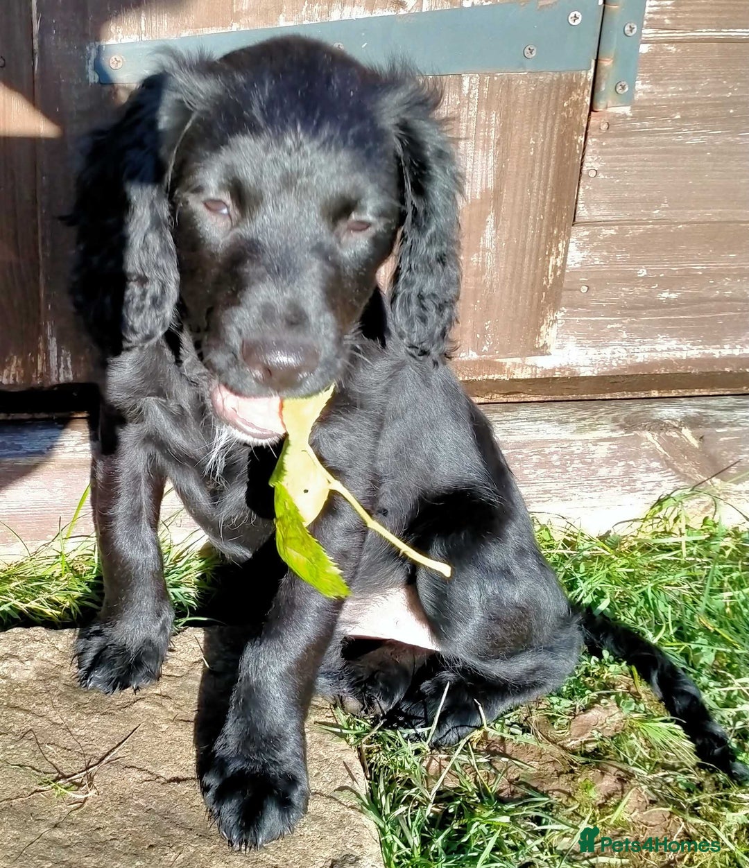 Cocker Spaniel dogs for sale: Gorgeous girl Cocker Spaniel puppy - Advert 3