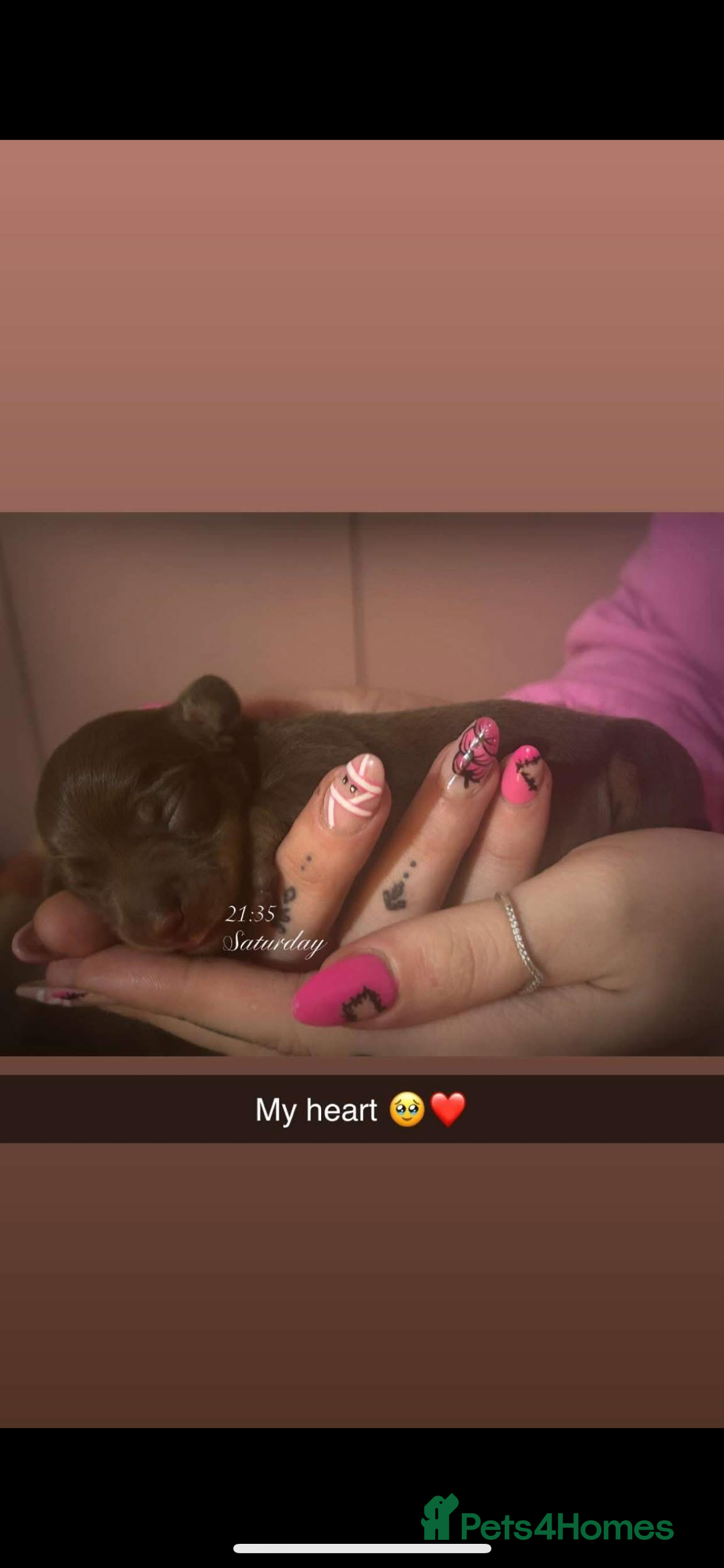 Miniature Dachshund dogs for sale: Miniature dachshund  - Image 4