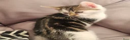 Mixed Breed cats for sale: Kittens - Advert 4