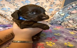 Cocker Spaniel dogs for sale: COCKER SPANIEL LITTER OF 9 IN SCARBOROUGH  - Image 8