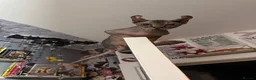Sphynx cats for sale: Beautiful SphynxBoys Looking for the Perfect Home  - Advert 5