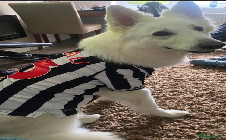 White Swiss Shepherd dogs Gorgeous homebred Swiss Shepherd Pups  - Advert 9