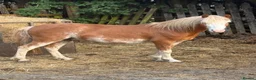 Welsh Section A horses for sale: Flash - Advert 4