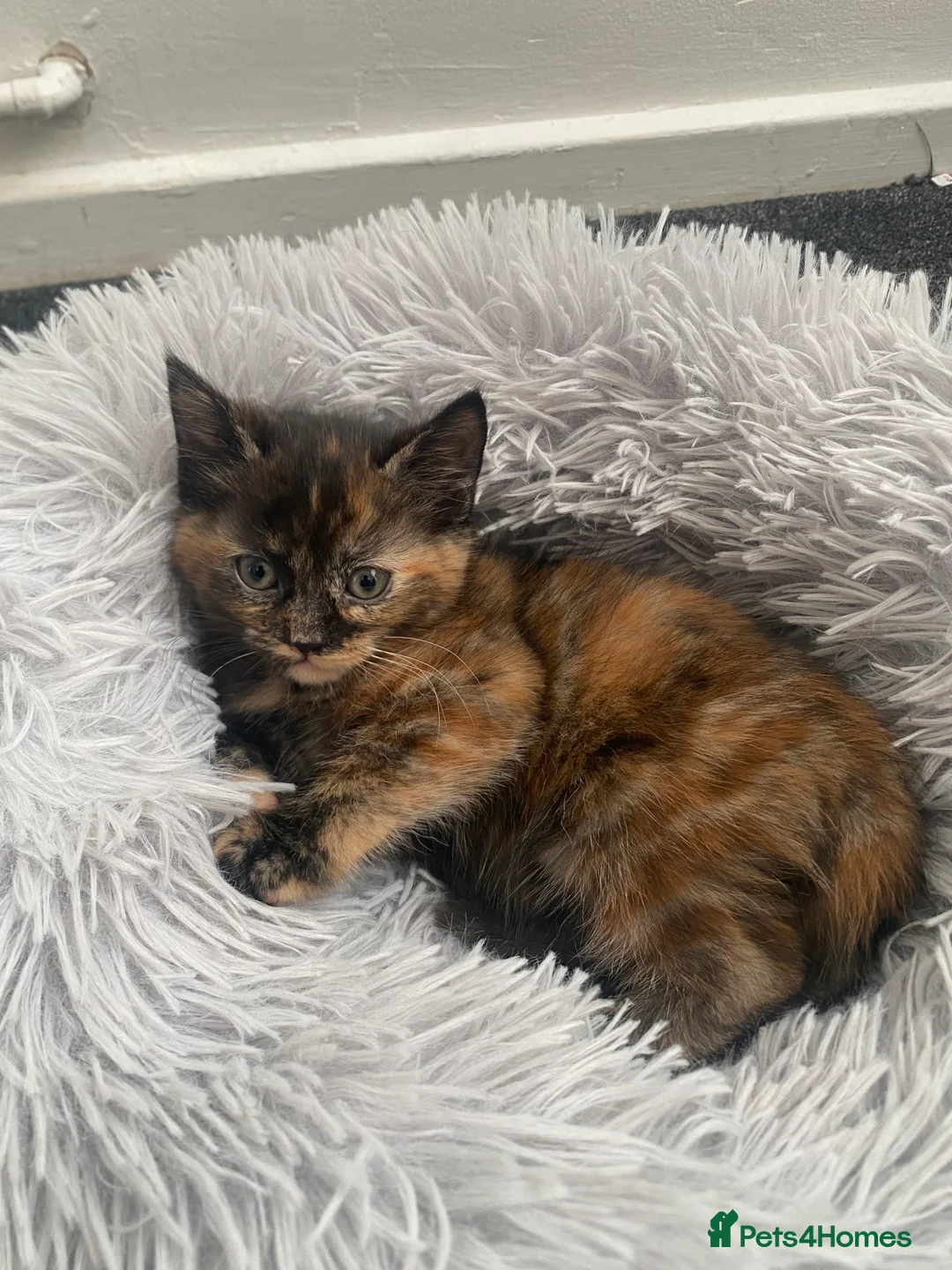 Mixed Breed cats for sale: Cute fluffy tortie kittens - Advert 2