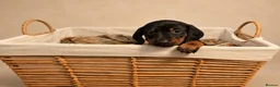 Miniature Dachshund dogs for sale: 🐾❤️ KC REGISTERED MINIATURE DACHSHUND PUPS ❤️🐾 - Advert 4