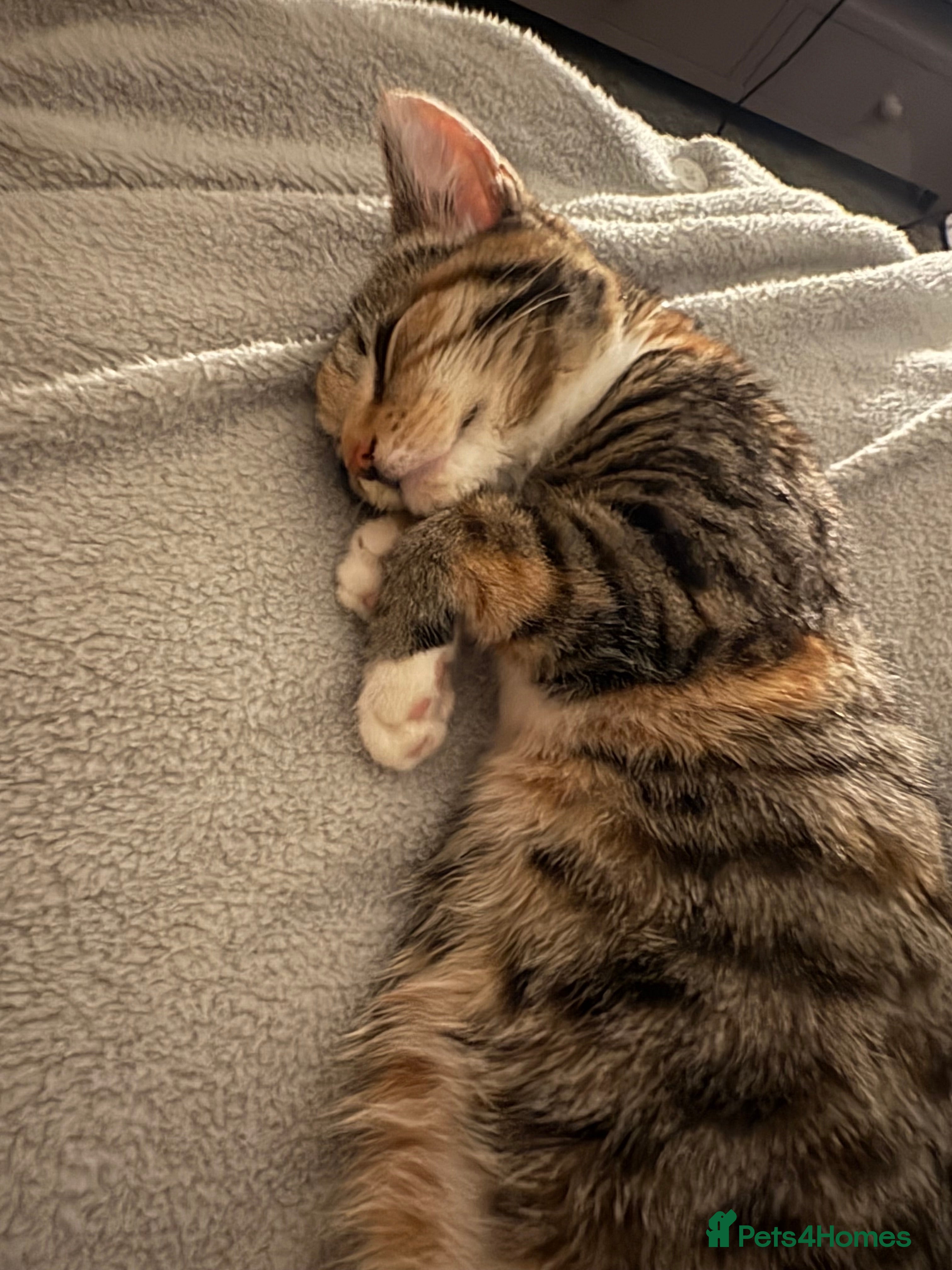 Bengal cats Cat (Bengal) - Advert 7