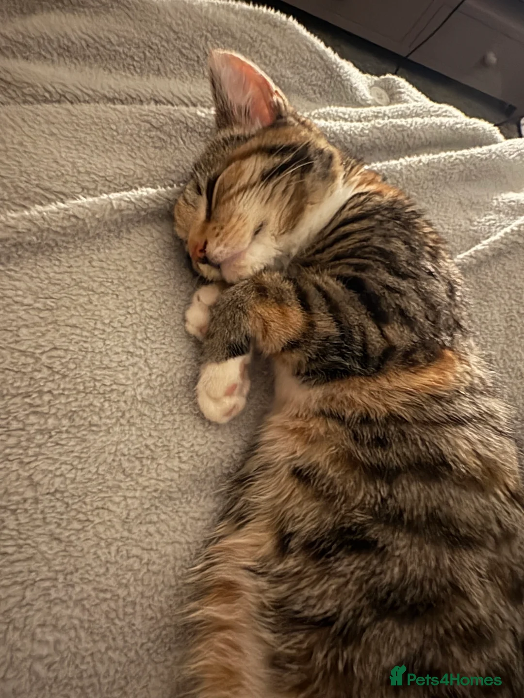 Bengal cats for sale: Cat (Bengal) in Sheffield - Advert 1