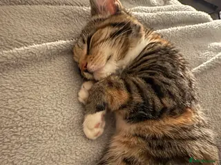 Bengal cats Cat (Bengal) - Advert 18