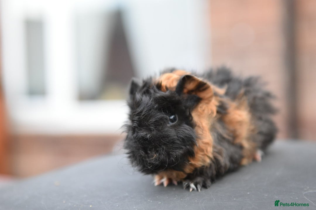 Guinea Pig rodents for sale: Baby Guinea Pigs Looking For New Home (All Males) - Advert 13