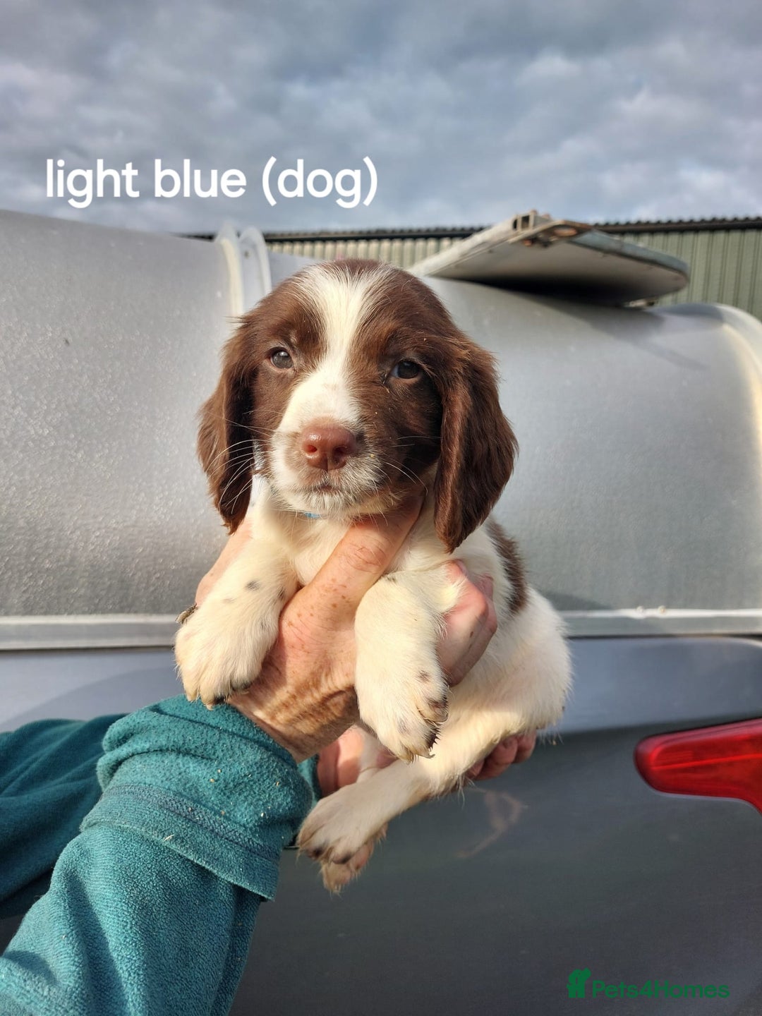 English Springer Spaniel dogs for sale: Springer spaniel pups  - Image 2