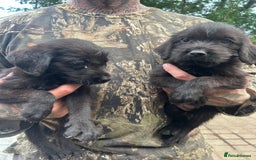 Mixed Breed dogs for sale: 3/4 Labrador 1/4 German wire hair pointer  - Image 13