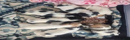 Jack Russell dogs for sale: Little jack russel puppies - Advert 6