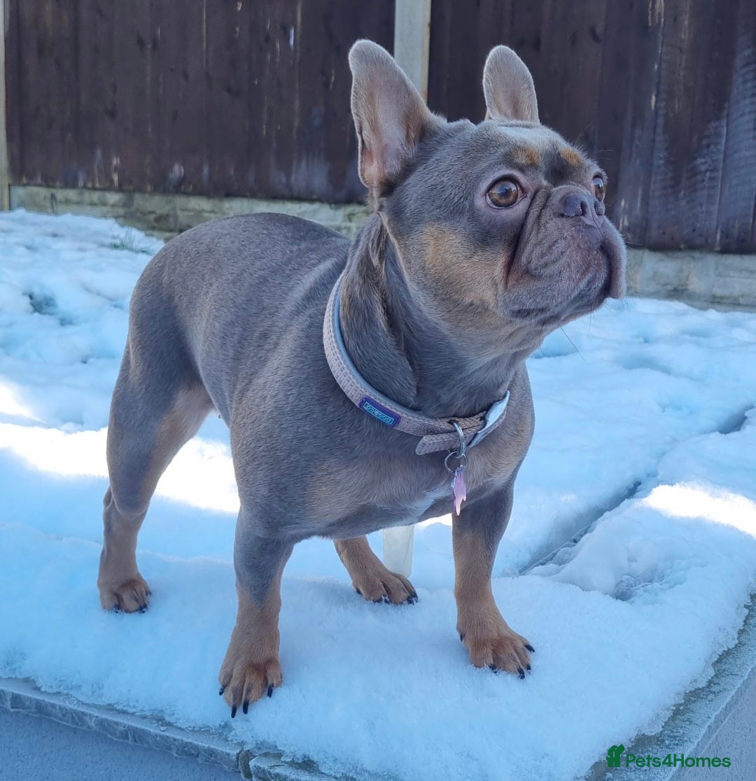 French Bulldog dogs French Bulldog  - Advert 1