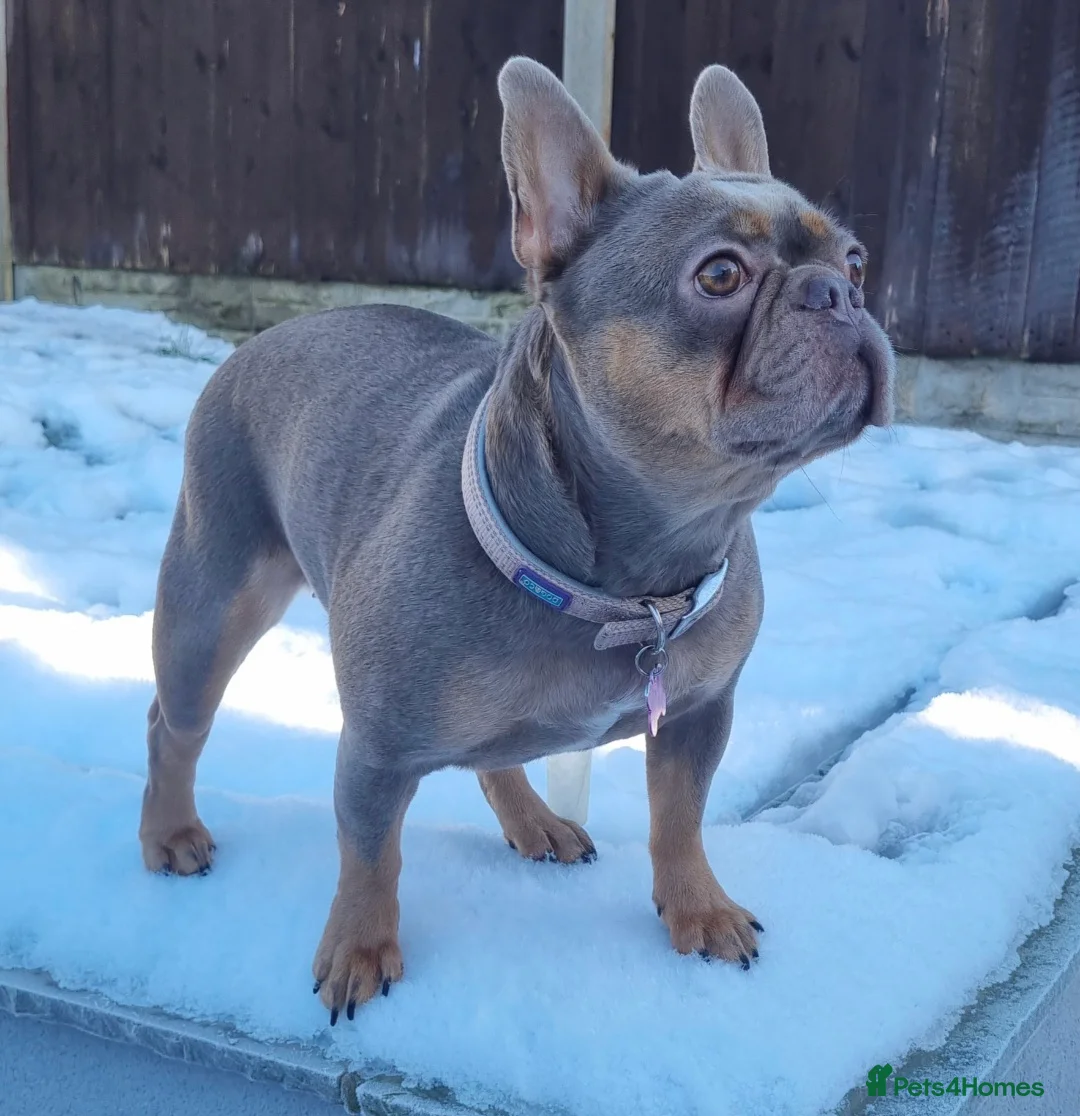French Bulldog dogs for sale: French Bulldog  in Barnsley - Advert 1